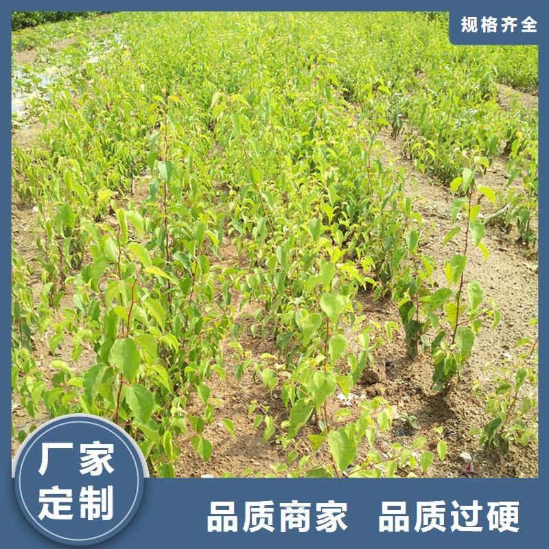 杏苹果苗供货及时