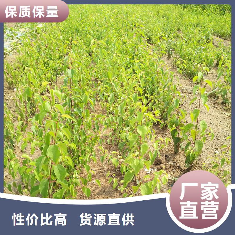 杏,苹果苗源厂直销