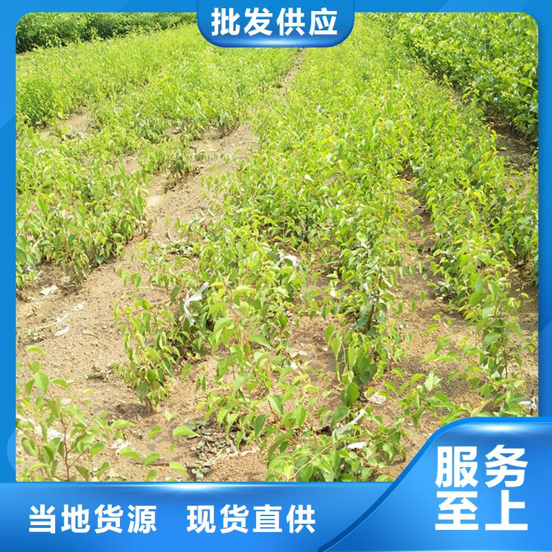 【杏-桃树苗厂家工艺先进】