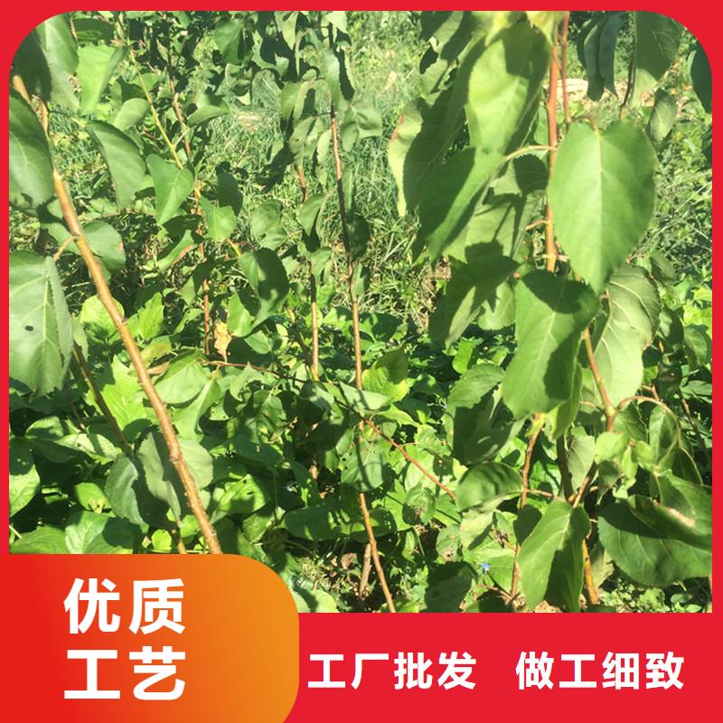 杏,苹果苗源厂直销