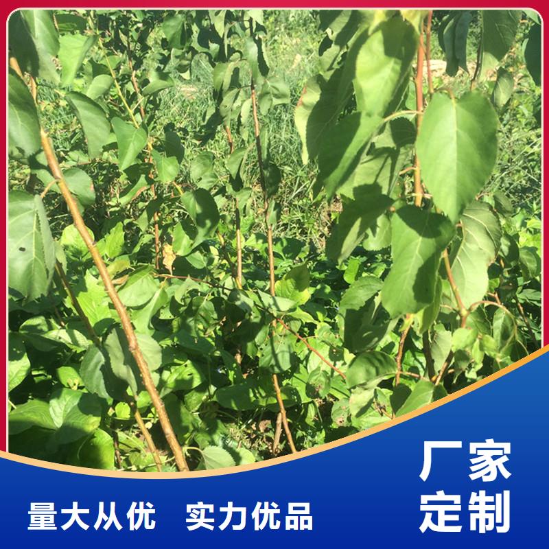 杏【樱桃苗】厂家技术完善