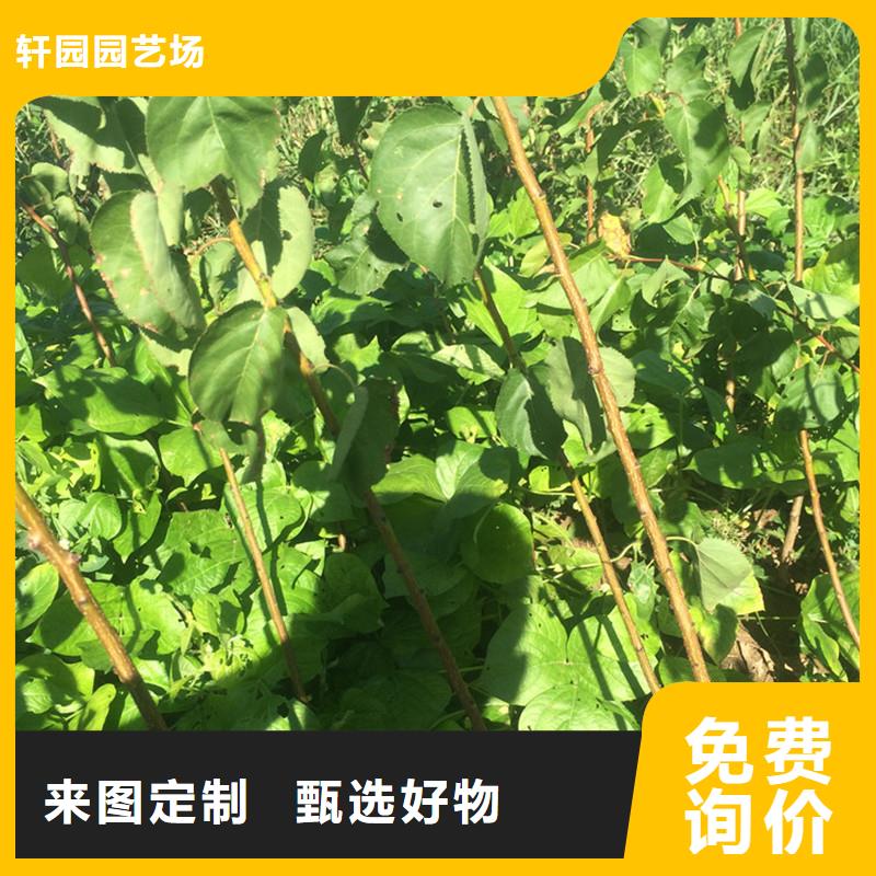 【杏苹果苗专注质量】