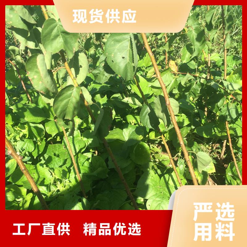 杏板栗苗专业厂家