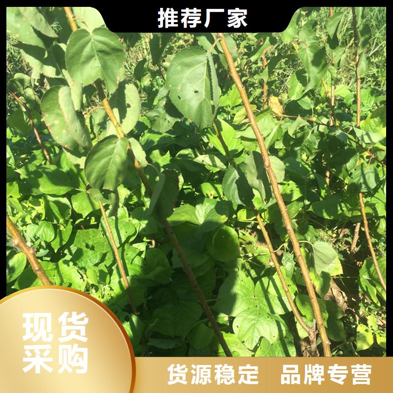 杏_【无花果苗】源厂供货
