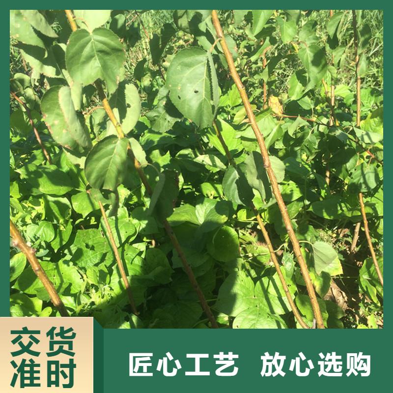 杏樱桃苗按需定制真材实料