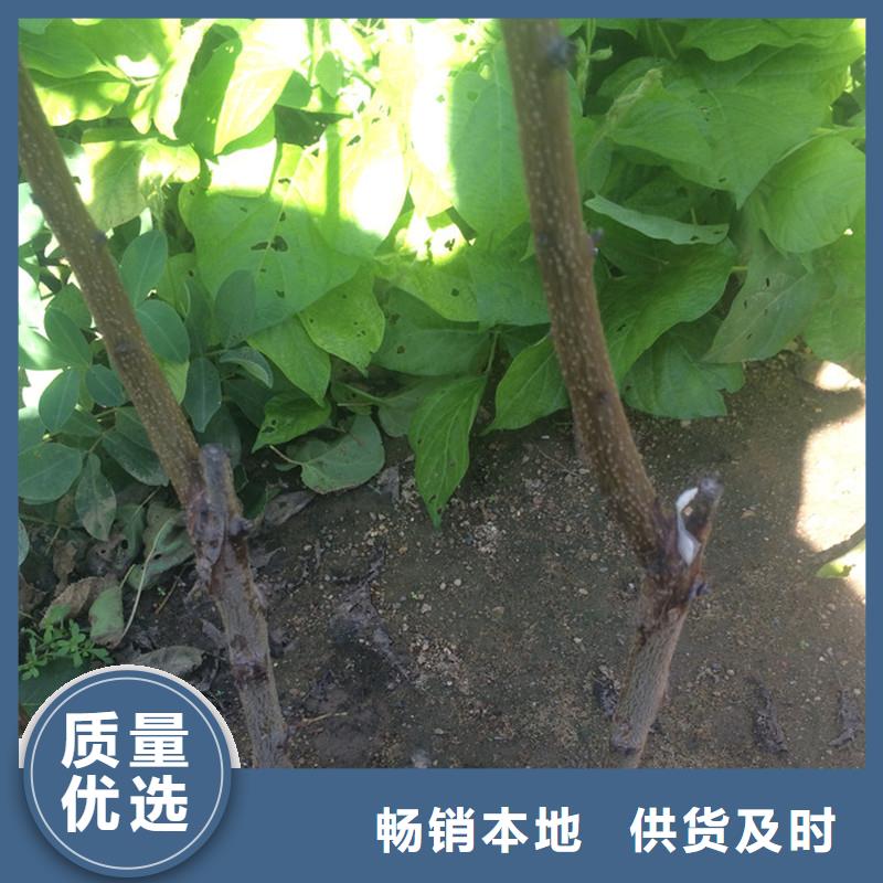 【杏】苹果苗厂家实力大