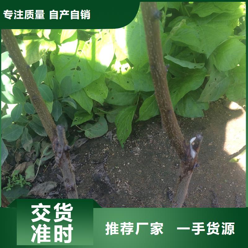 杏_【无花果苗】源厂供货