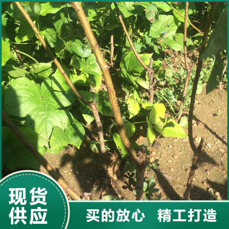 杏石榴树质量无忧