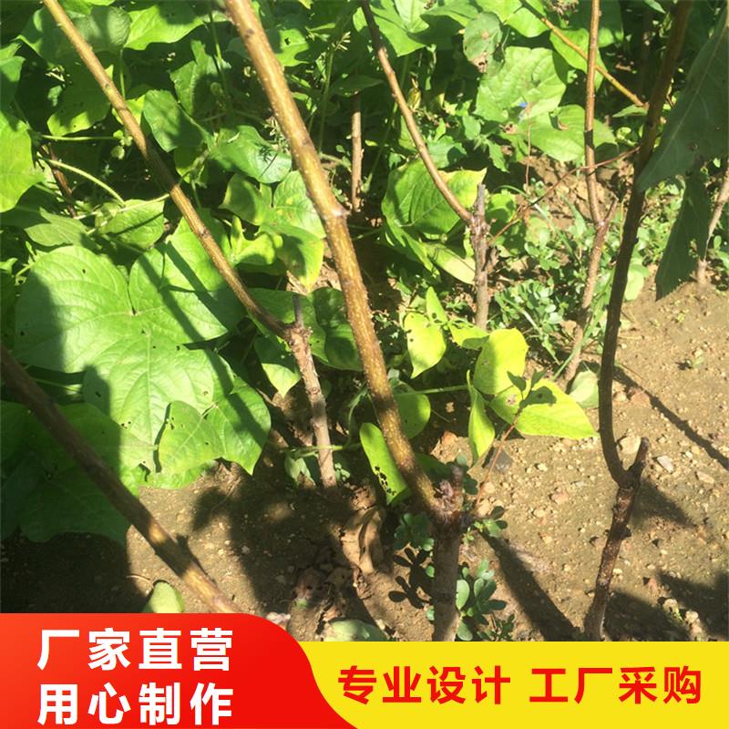 杏_【无花果苗】源厂供货