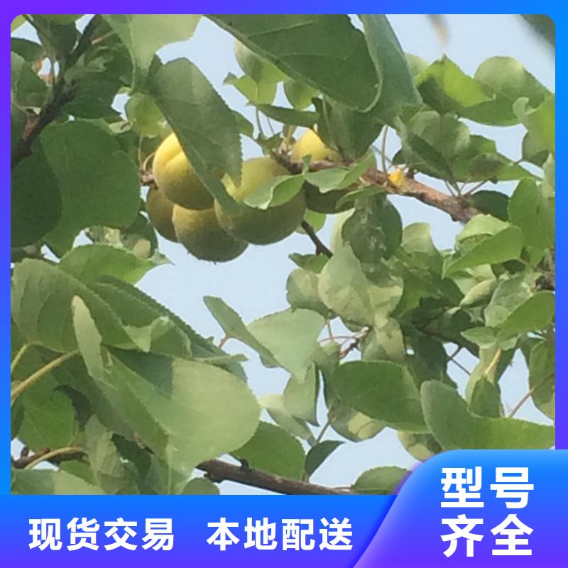 杏苹果苗供货及时