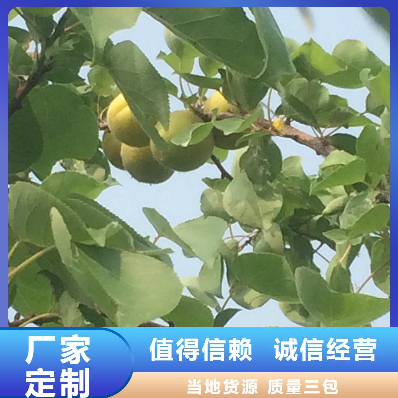杏_猕猴桃苗供应商