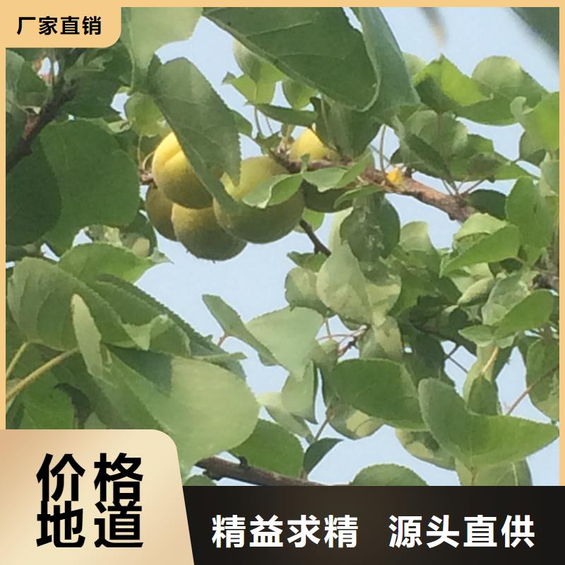 杏-石榴苗免费获取报价