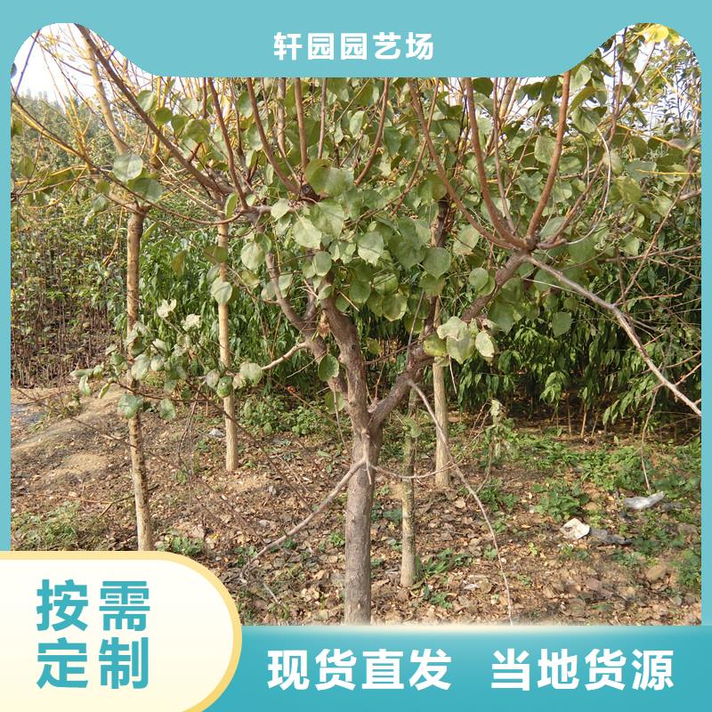 杏,【3公分软籽石榴苗】源头厂家直销