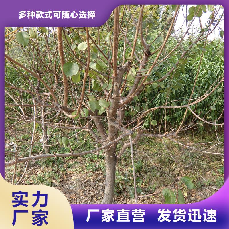 杏-石榴苗免费获取报价