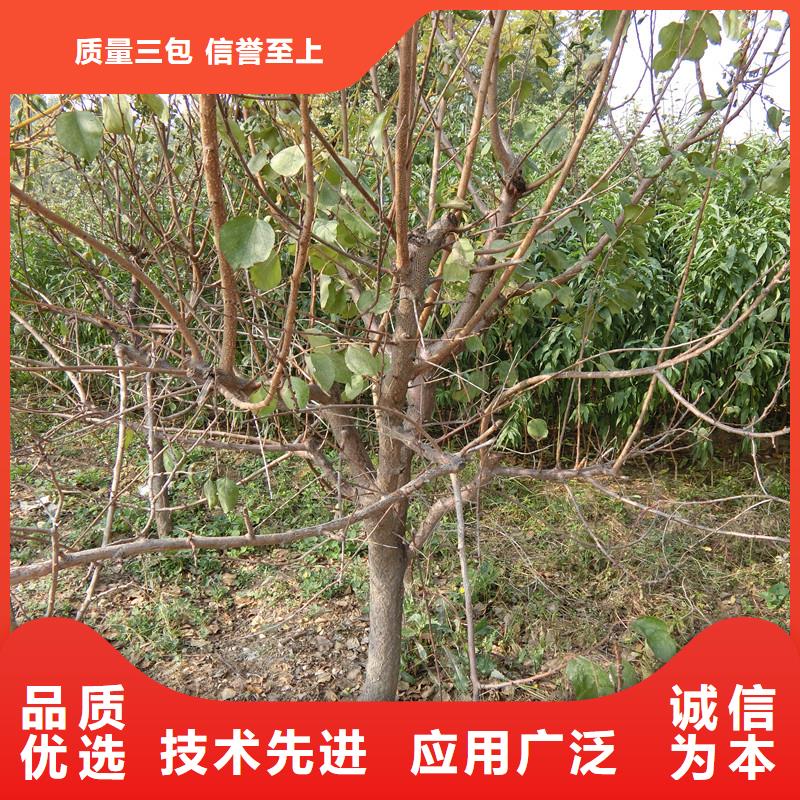 【杏-北美冬青品质服务诚信为本】