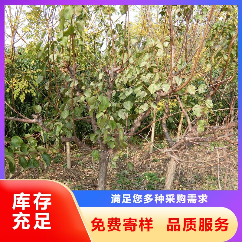 杏樱桃苗实拍品质保障