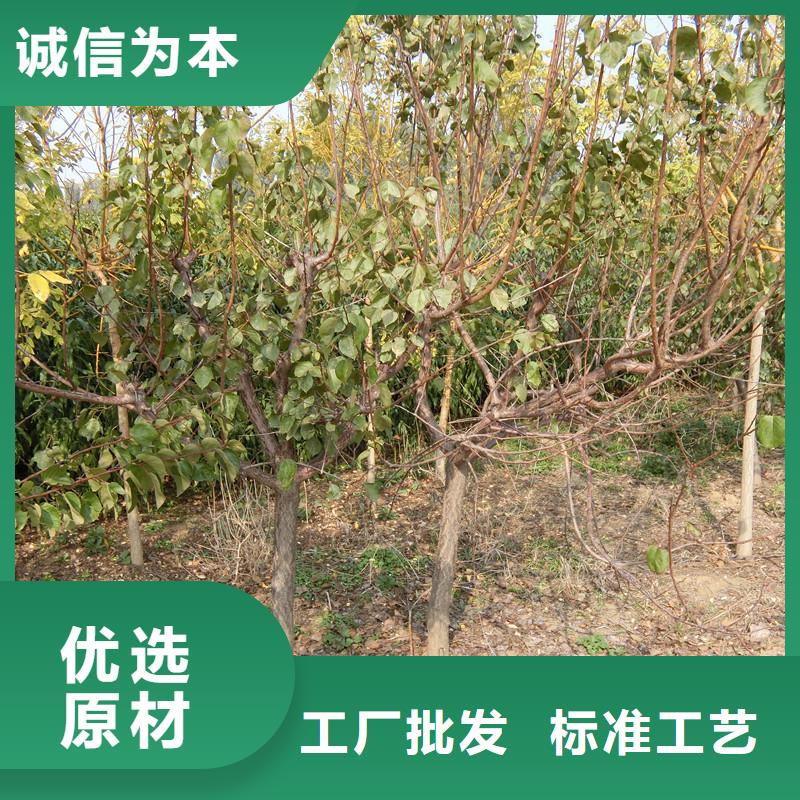 杏樱桃苗按需定制真材实料