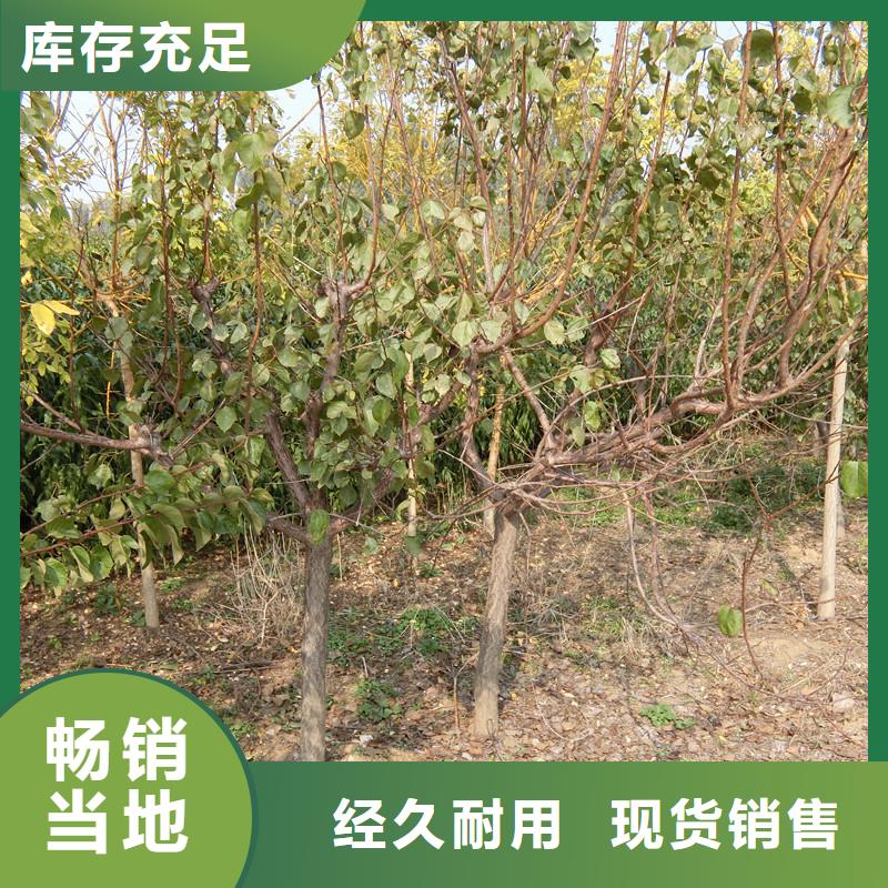 杏苹果苗厂家质量过硬