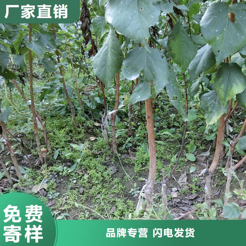 杏樱桃苗专业生产设备