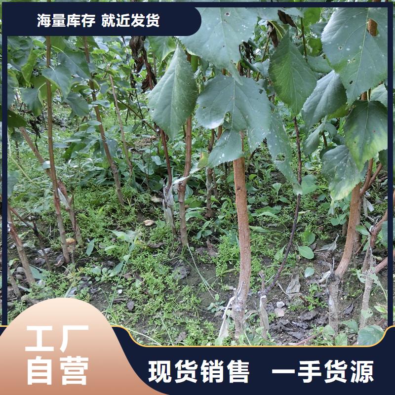杏樱桃苗大厂家实力看得见