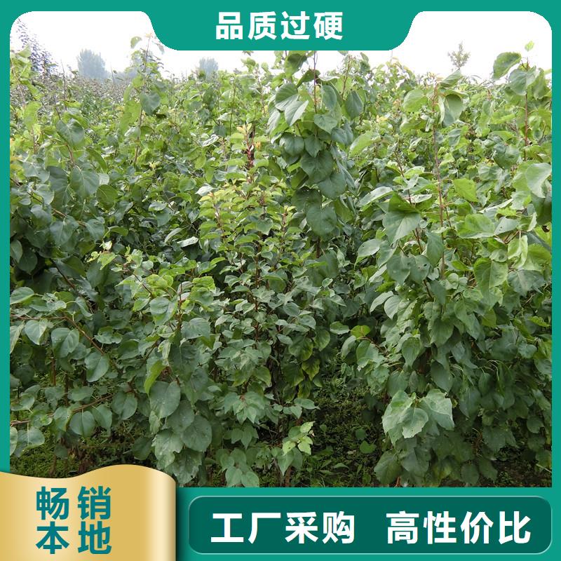 杏石榴树质量无忧