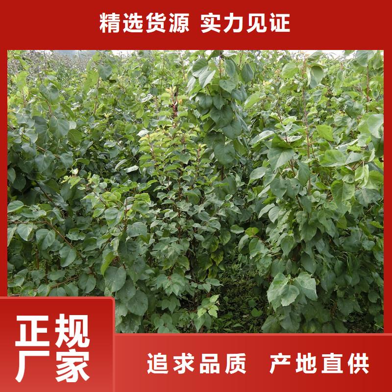 杏苹果苗多年行业经验