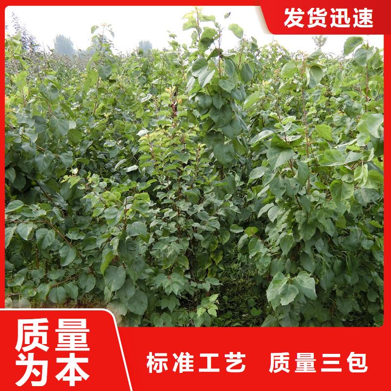 杏奶油草莓拒绝伪劣产品