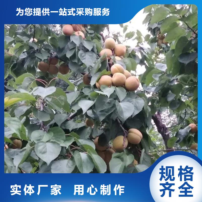 杏樱桃苗大厂家实力看得见