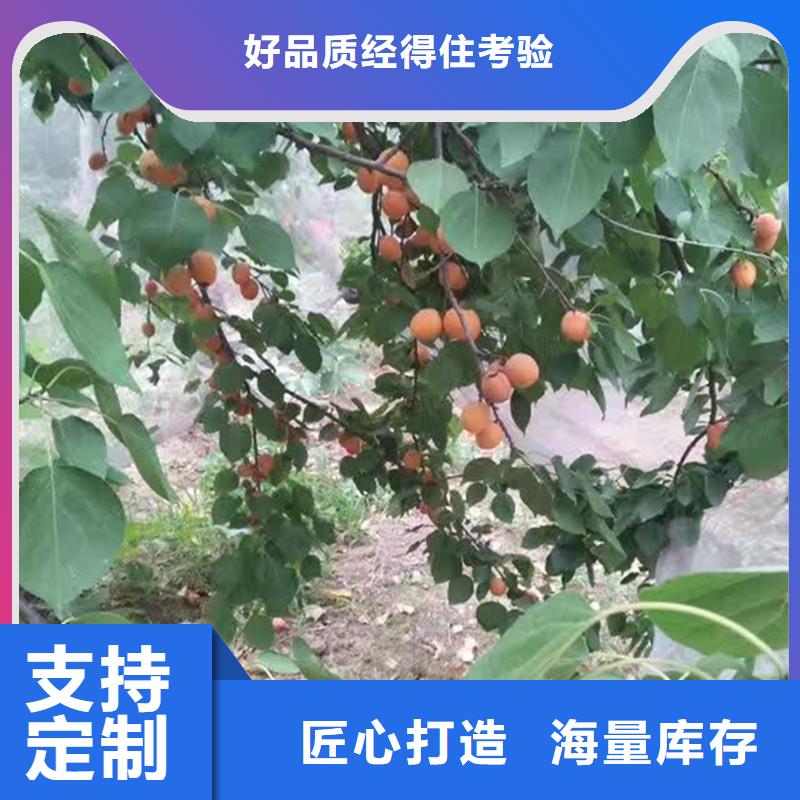 【杏-北美冬青品质服务诚信为本】