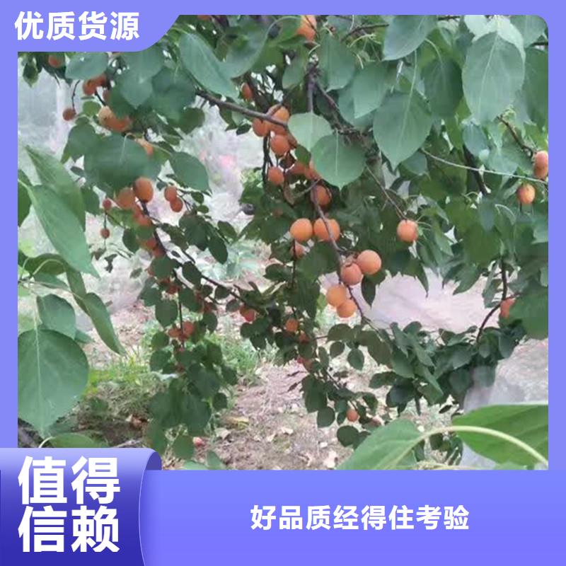 杏板栗苗支持定制贴心售后