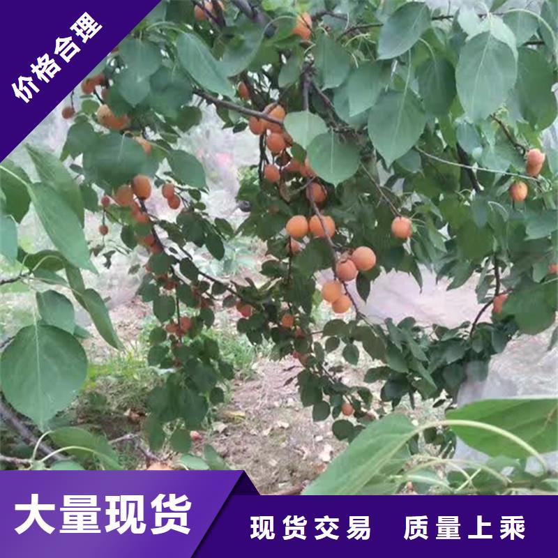 杏苹果苗供货及时