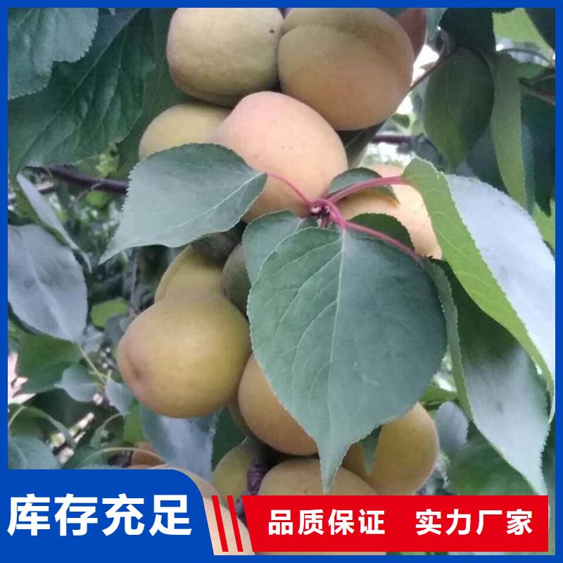 杏,【3公分软籽石榴苗】源头厂家直销