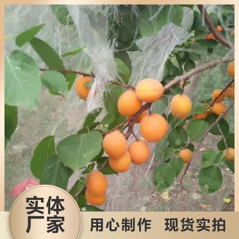 杏樱桃苗生产经验丰富