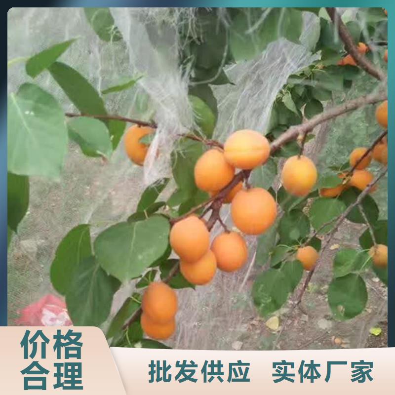 【杏】苹果苗厂家实力大