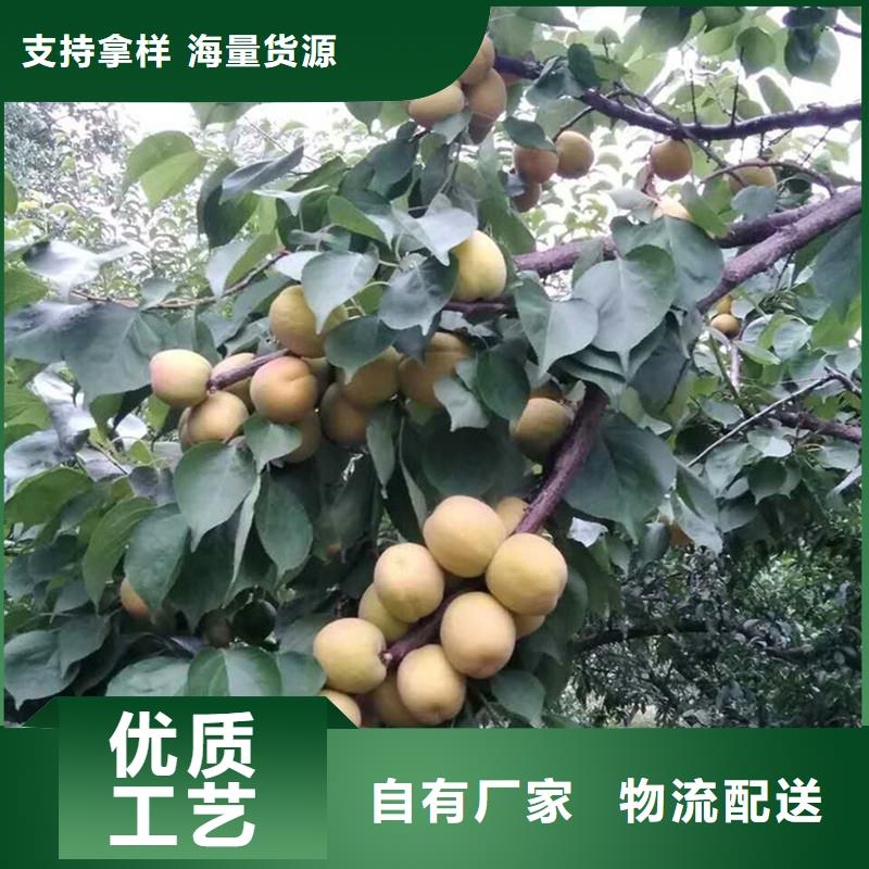 杏苹果苗供您所需
