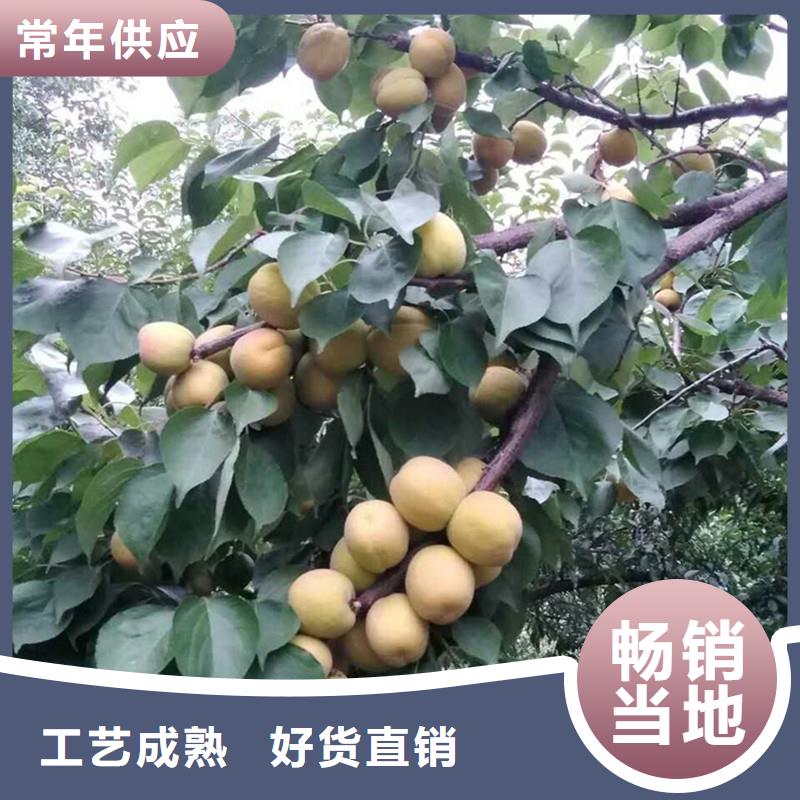 【杏苹果苗专注质量】