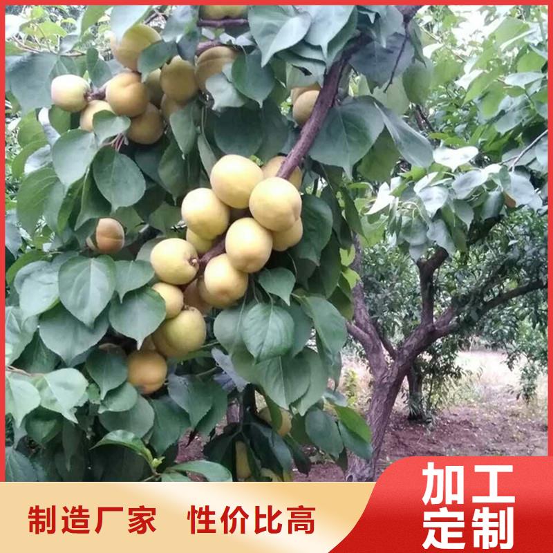 杏石榴苗支持批发零售