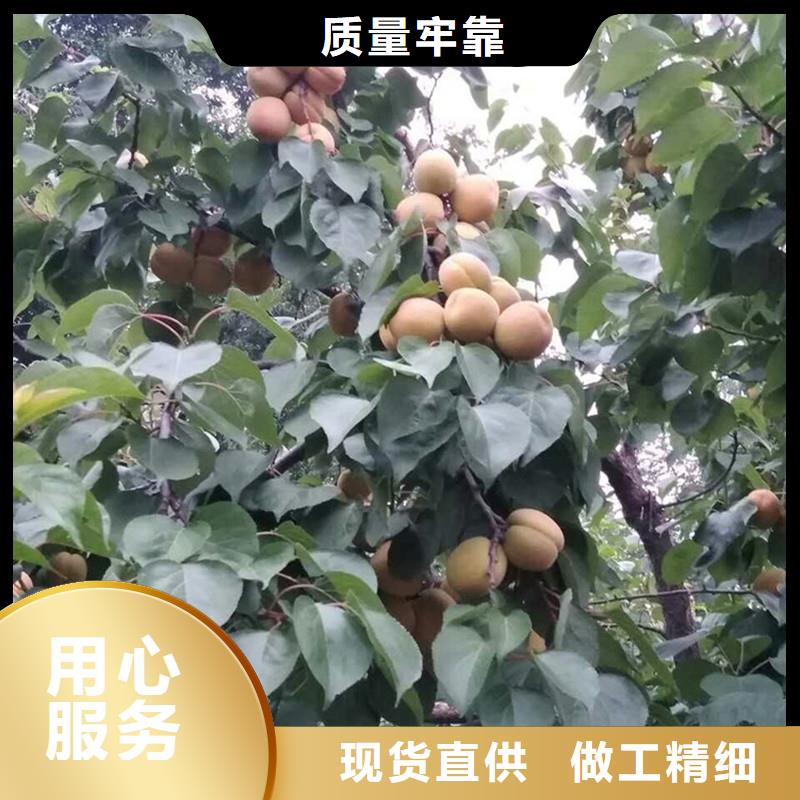 【杏】_石榴树源头厂源头货