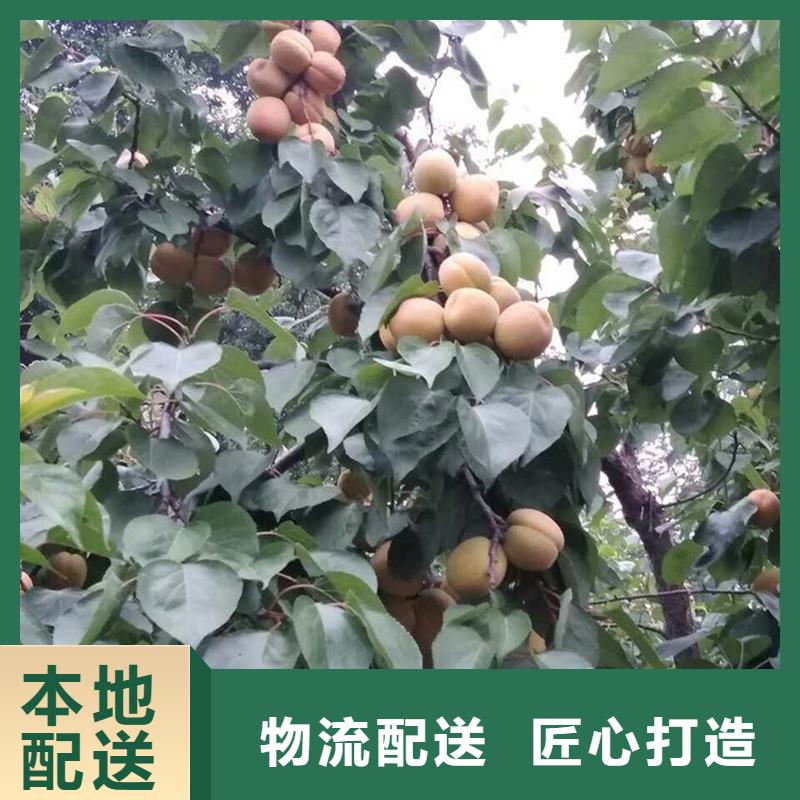 杏奶油草莓拒绝伪劣产品