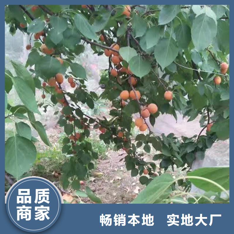 杏苹果苗供您所需