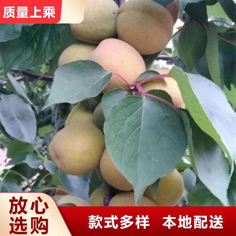 杏,苹果苗源厂直销