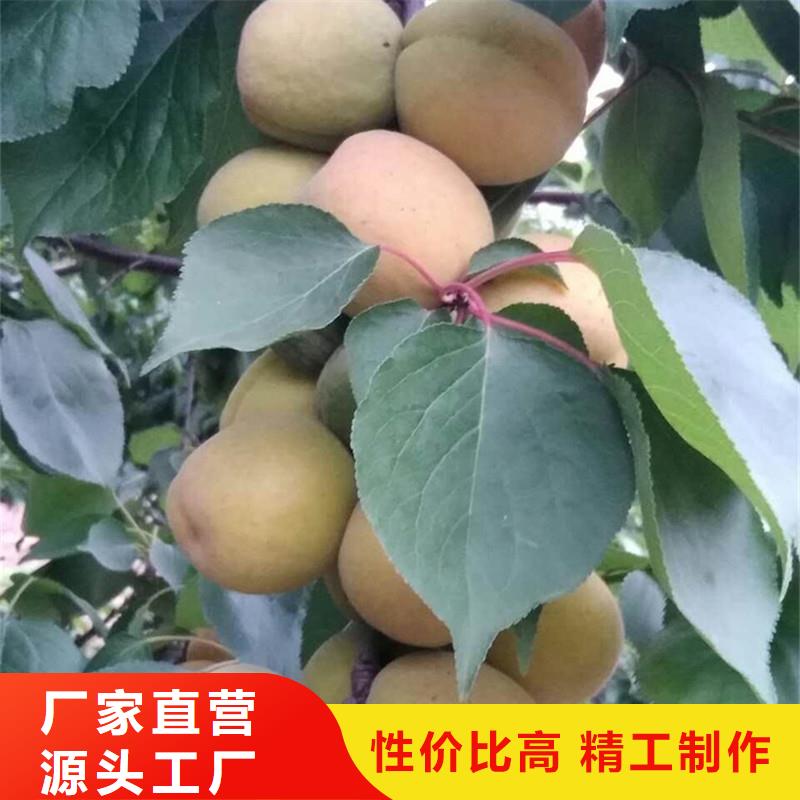 杏_猕猴桃苗供应商