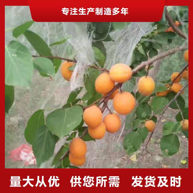 杏,【3公分软籽石榴苗】源头厂家直销