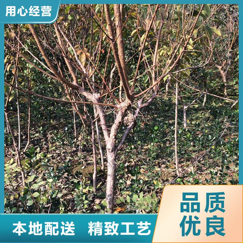 杏苹果苗厂家质量过硬
