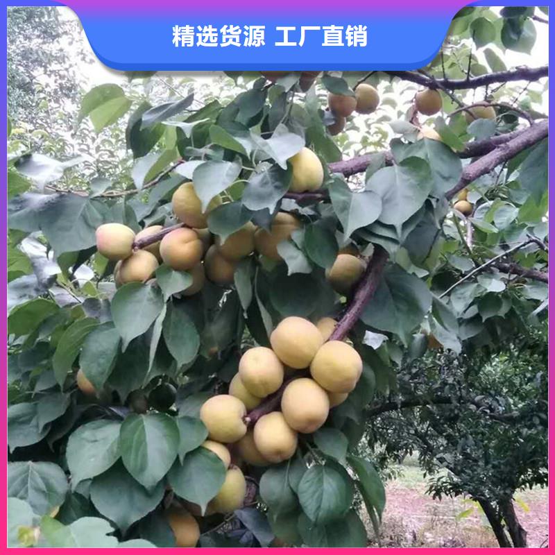 杏【板栗苗】您身边的厂家