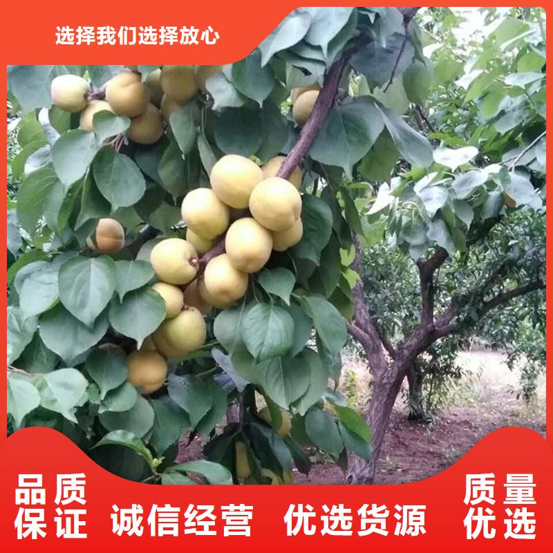 【杏】_石榴树源头厂源头货