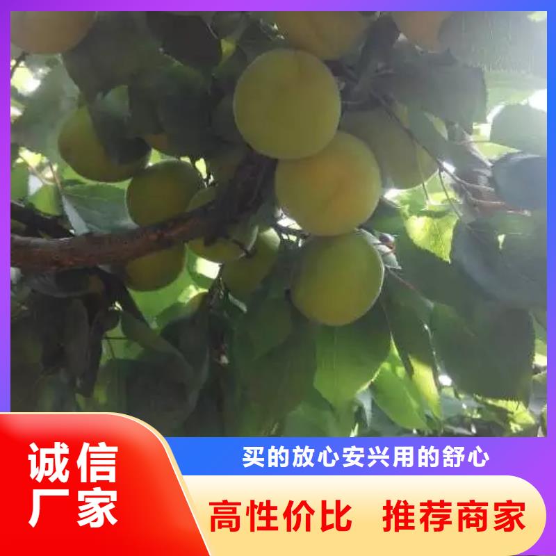 杏_猕猴桃苗供应商