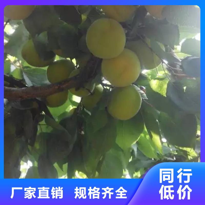 杏樱桃苗生产经验丰富