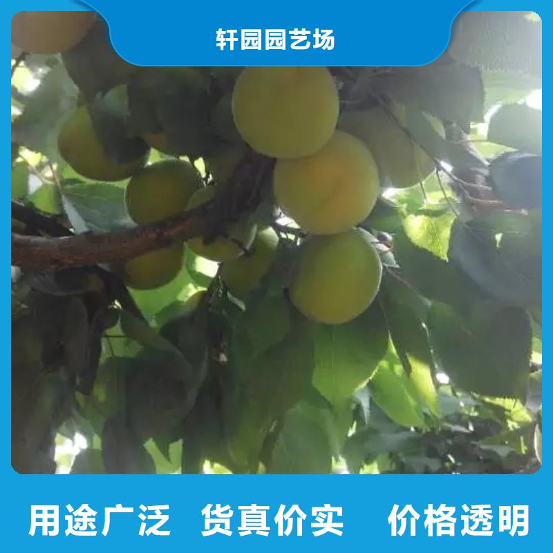 【杏】_石榴树源头厂源头货