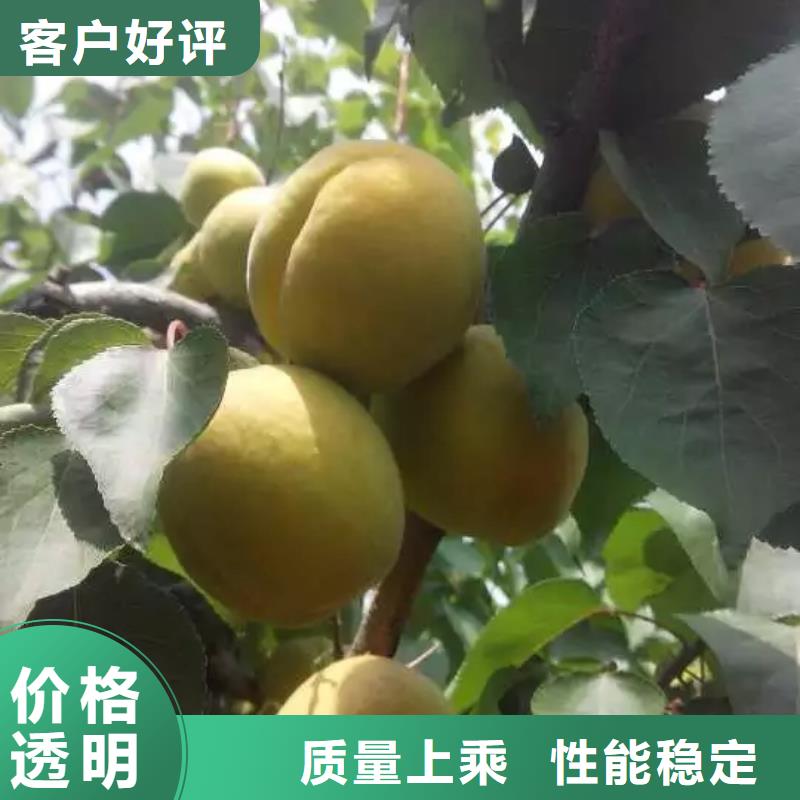 杏樱桃苗生产经验丰富